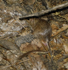 Chaetodipus baileyi