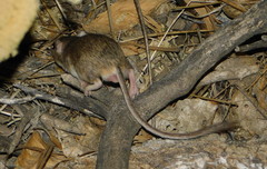 Chaetodipus baileyi