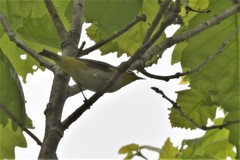 Zosterops erythropleurus