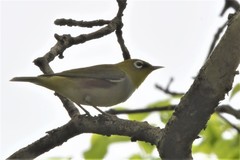 Zosterops erythropleurus