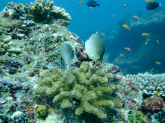 Chaetodon guttatissimus