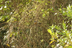 Rhipidura fuliginosa placabilis