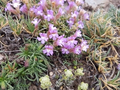 Chaenorhinum macropodum
