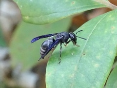 Orancistrocerus aterrimus erythropus