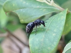 Orancistrocerus aterrimus erythropus