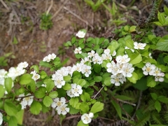 Crataegus cuneata