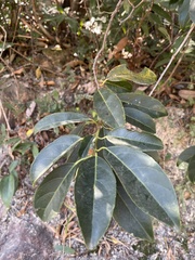 Itea chinensis