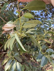 Itea chinensis