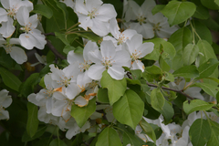 Malus mandshurica