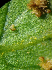 Pleocnemia conjugata