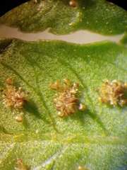 Pleocnemia conjugata