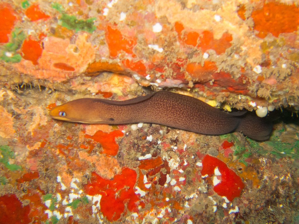 Blackspot moray (Gymnothorax melatremus) — Muraenidae
