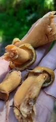 Suillus plorans