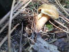Suillus plorans