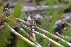 Leucorrhinia intermedia