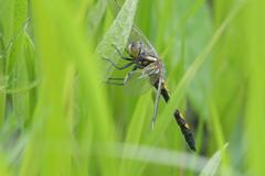 Leucorrhinia intermedia