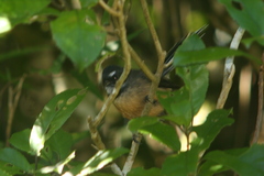 Rhipidura fuliginosa placabilis
