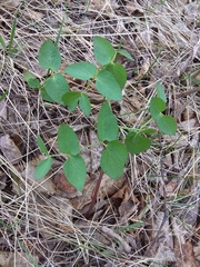 Ostericum palustre