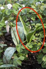 Erythronium propullans