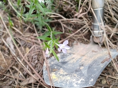 Monochasma savatieri