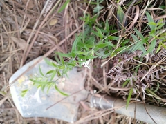 Monochasma savatieri