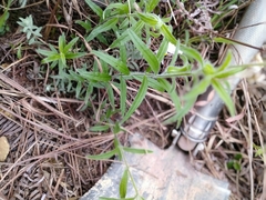 Monochasma savatieri