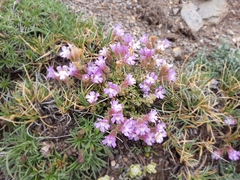 Chaenorhinum macropodum