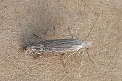 Isophrictis anthemidella