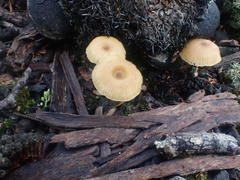 Entoloma readiae