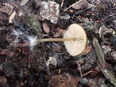 Entoloma readiae