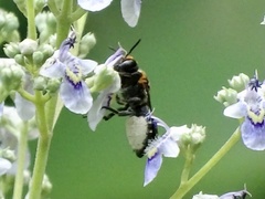 Megachile umbripennis