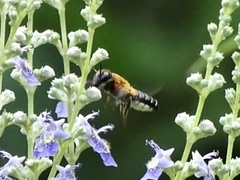 Megachile umbripennis