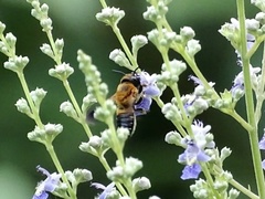 Megachile umbripennis