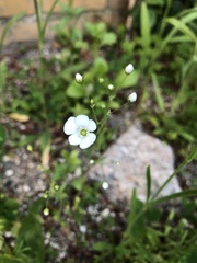 Linum catharticum