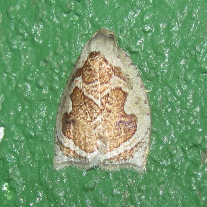Pseudomeritastis