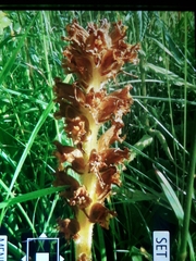 Orobanche elatior