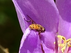 Mesembrius bengalensis