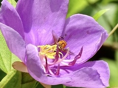 Mesembrius bengalensis