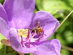 Mesembrius bengalensis