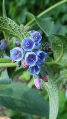 Symphytum caucasicum