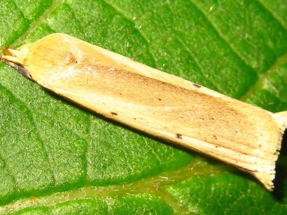 Rhizosthenes