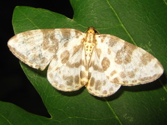 Gandaritis whitelyi