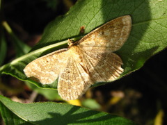 Synegia hadassa