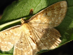 Synegia hadassa