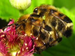 Lasiotrichius succinctus
