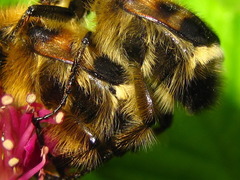 Lasiotrichius succinctus