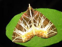 Evecliptopera illitata