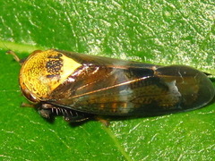 Drabescus conspicuus