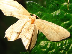 Dysaethria moza