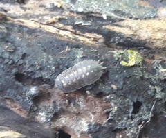 Porcellio spinicornis